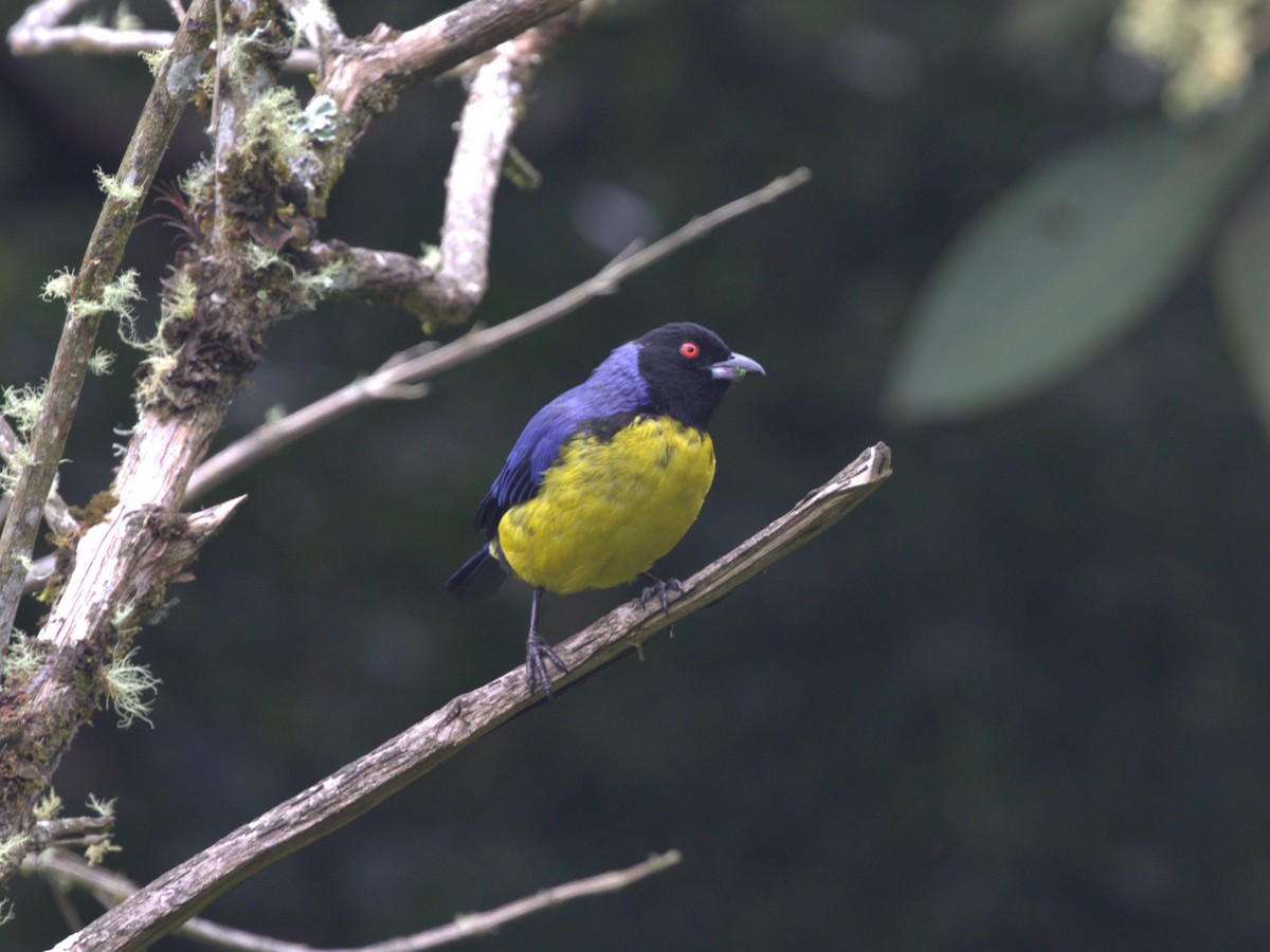 Hooded Mountain Tanager - ML620844583