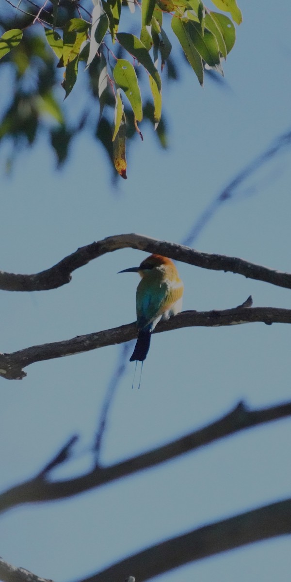Rainbow Bee-eater - ML620844584