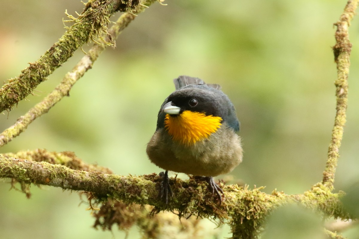 Yellow-throated Tanager - ML620844590