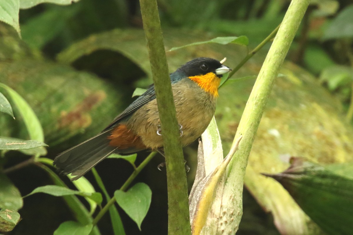 Yellow-throated Tanager - ML620844591