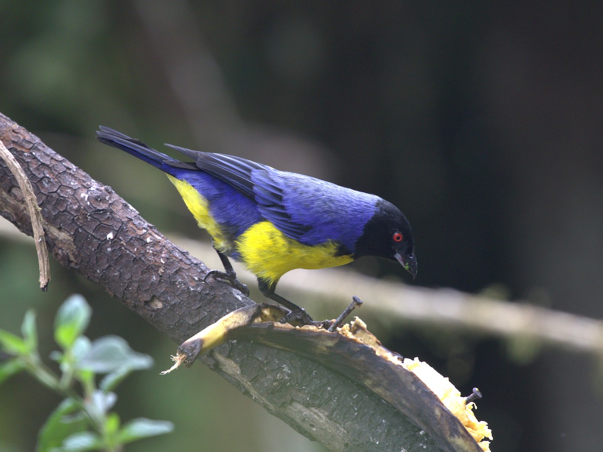 Hooded Mountain Tanager - ML620844598