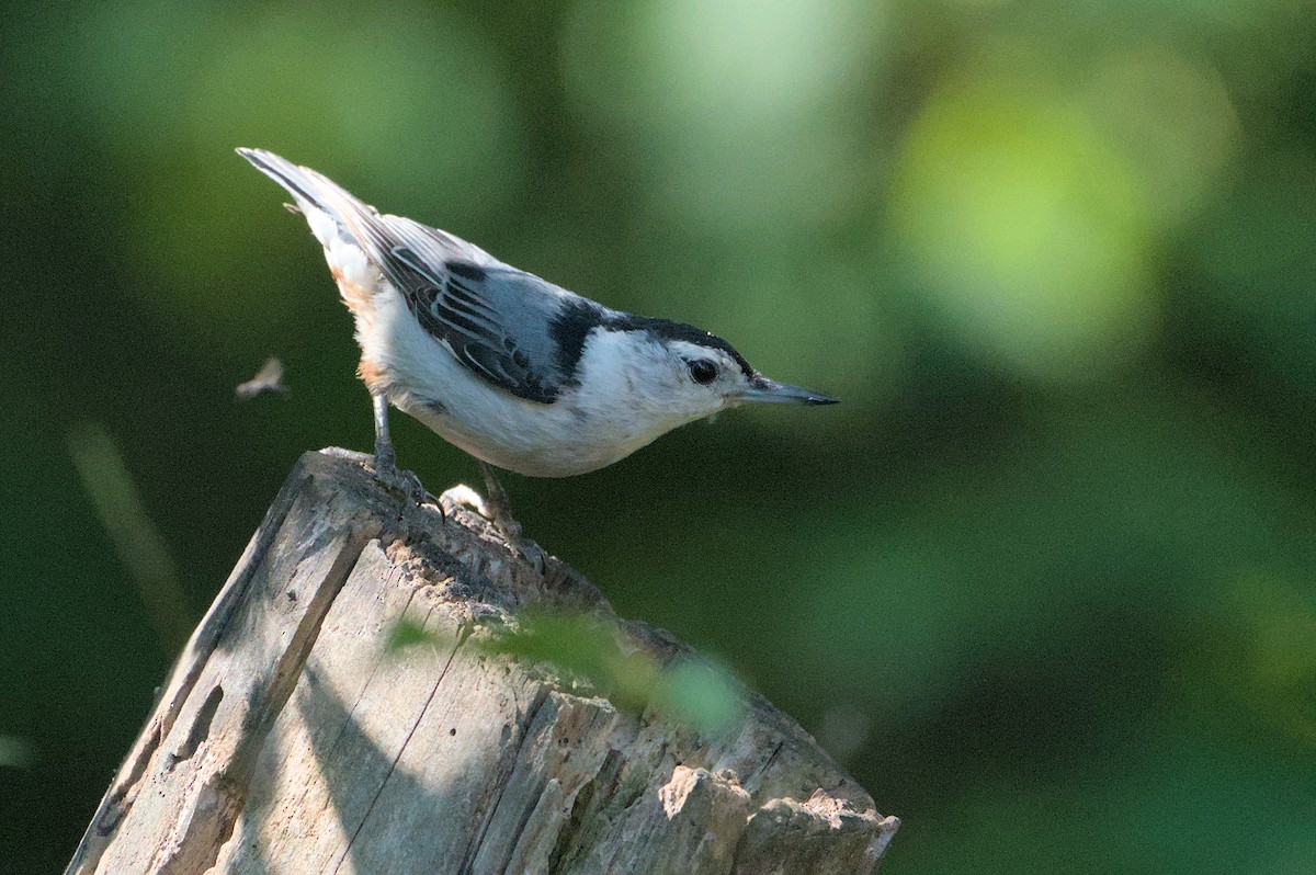 White-breasted Nuthatch - ML620844599