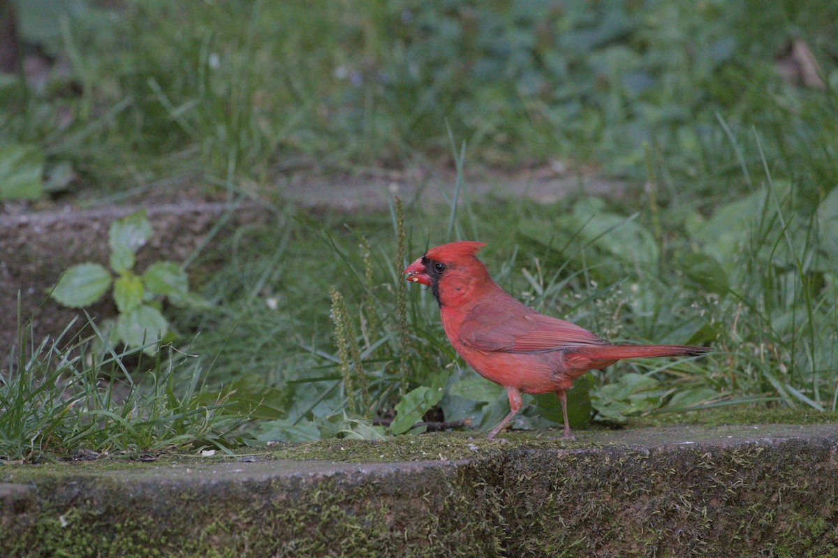 Cardinal rouge - ML620844616