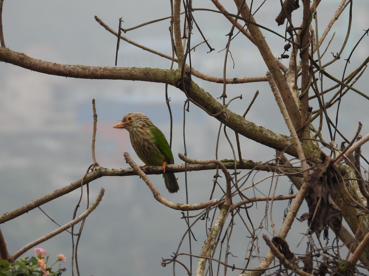 Lineated Barbet - ML620844618