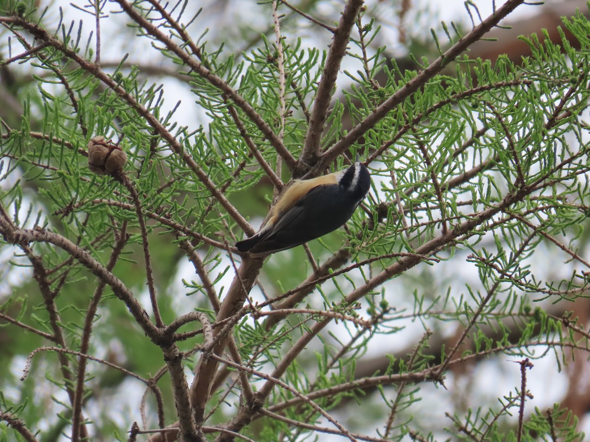 Red-breasted Nuthatch - ML620844622