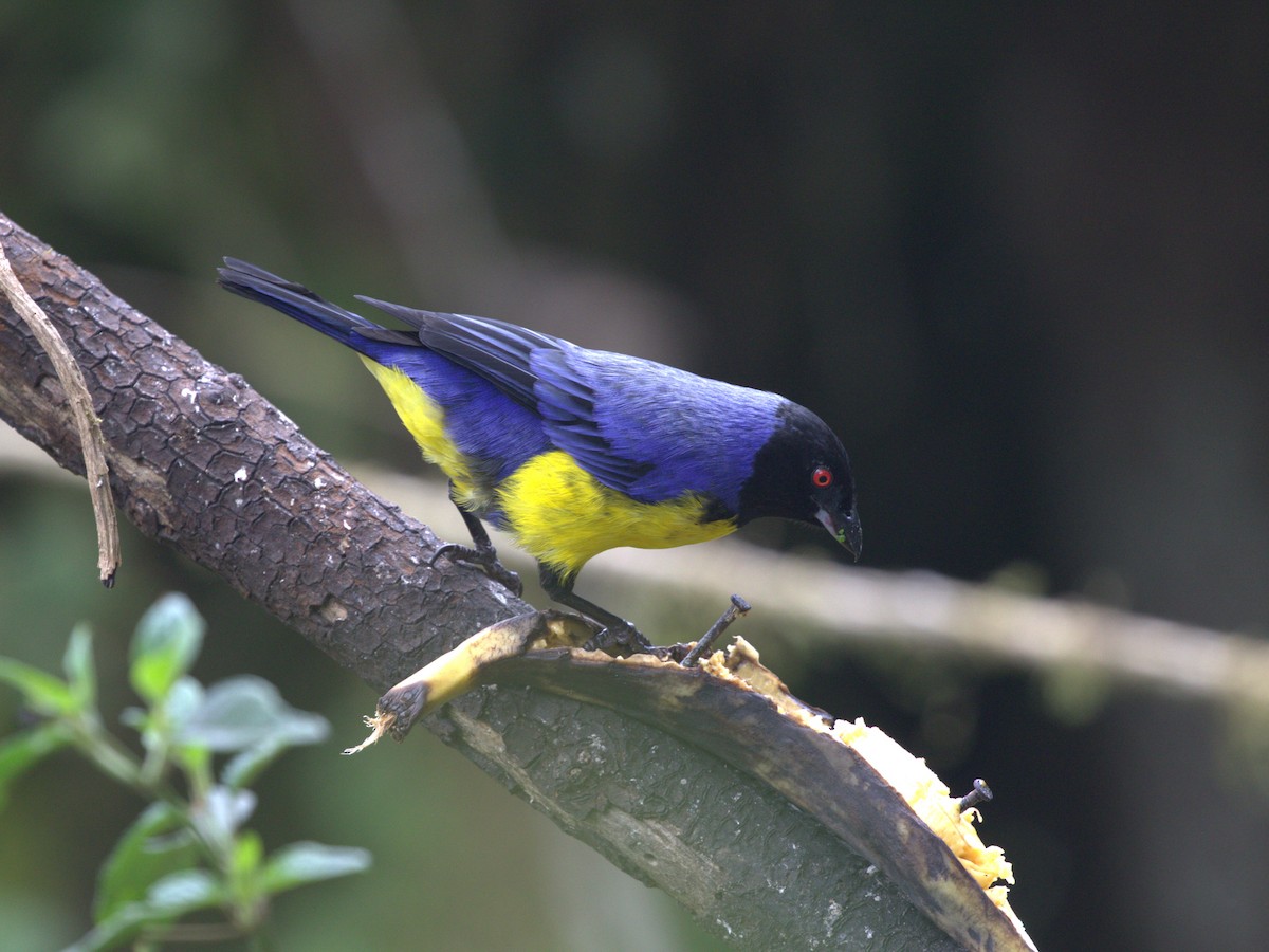 Hooded Mountain Tanager - ML620844635