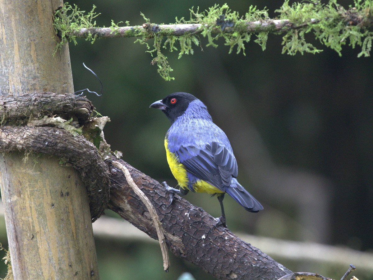 Hooded Mountain Tanager - ML620844647