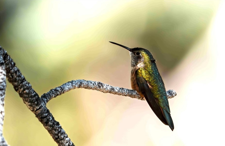 Broad-tailed Hummingbird - ML620844651