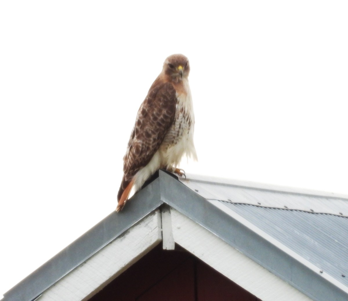 Red-tailed Hawk - ML620844656