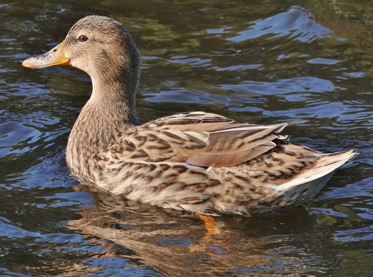 Mallard x Pacific Black Duck (hybrid) - ML620844657