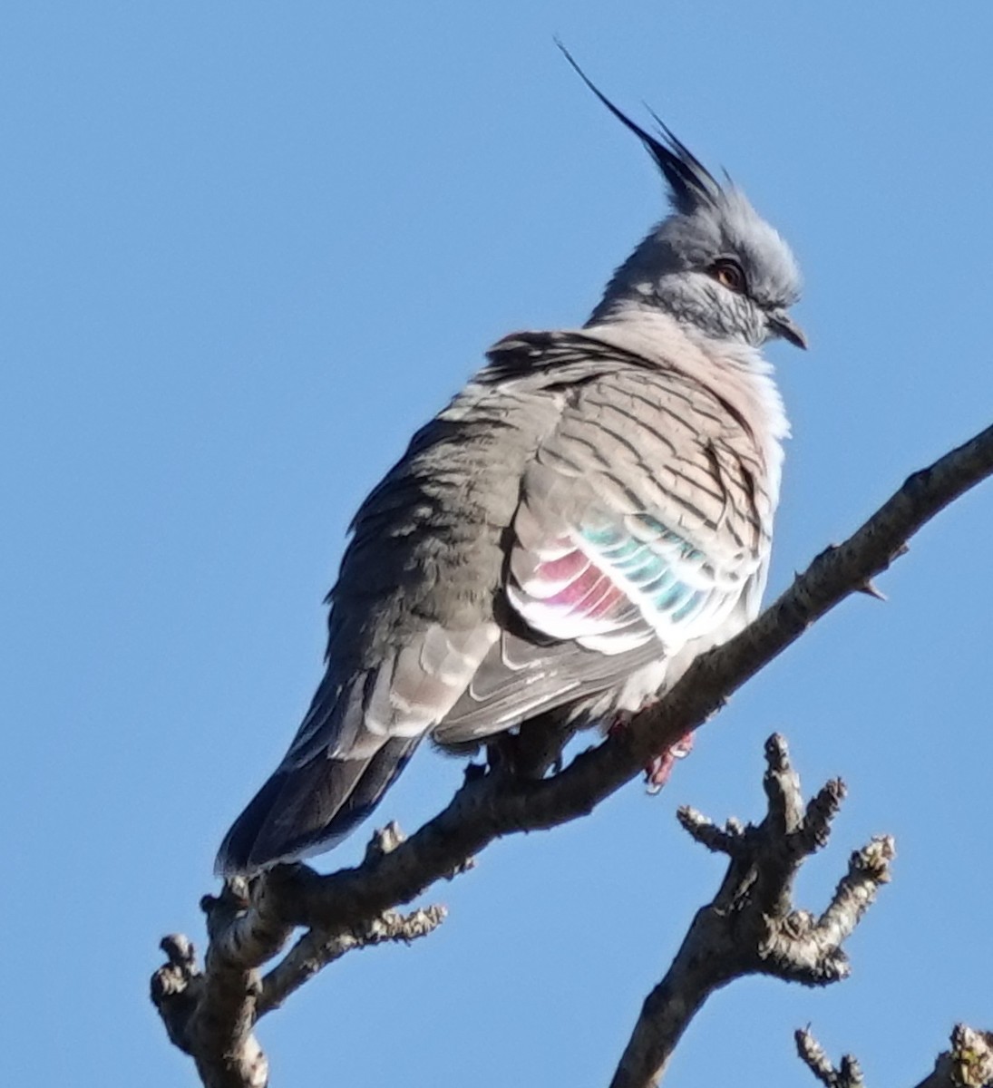 Crested Pigeon - ML620844673