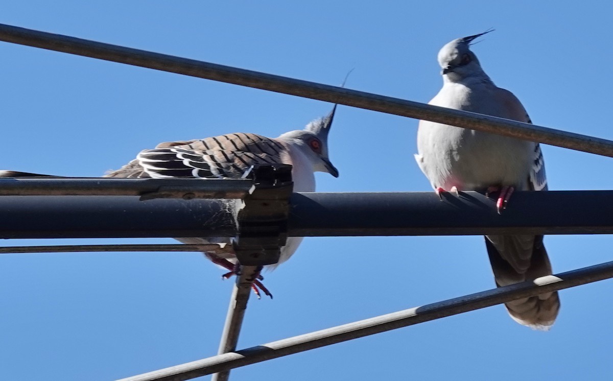 Crested Pigeon - ML620844674