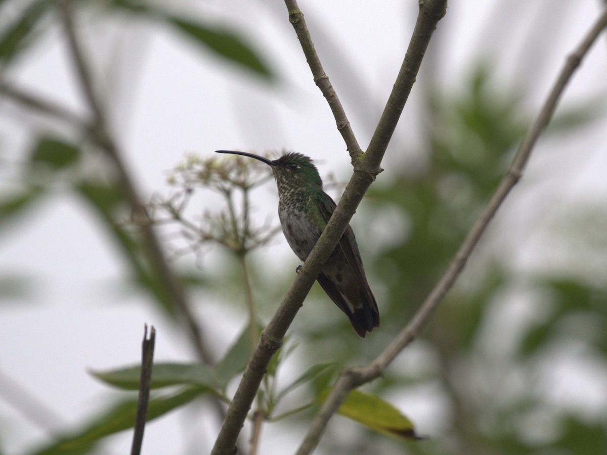 kolibřík aksamitový - ML620844676
