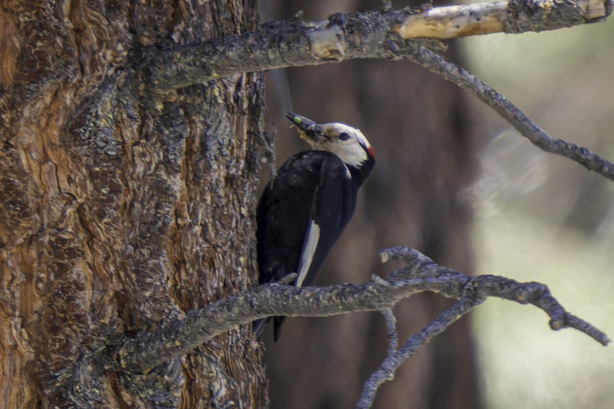 White-headed Woodpecker - ML620844695