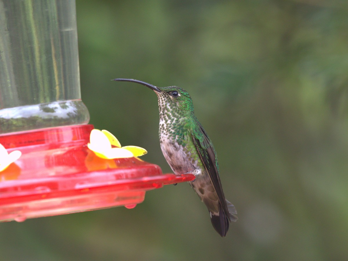 kolibřík aksamitový - ML620844701