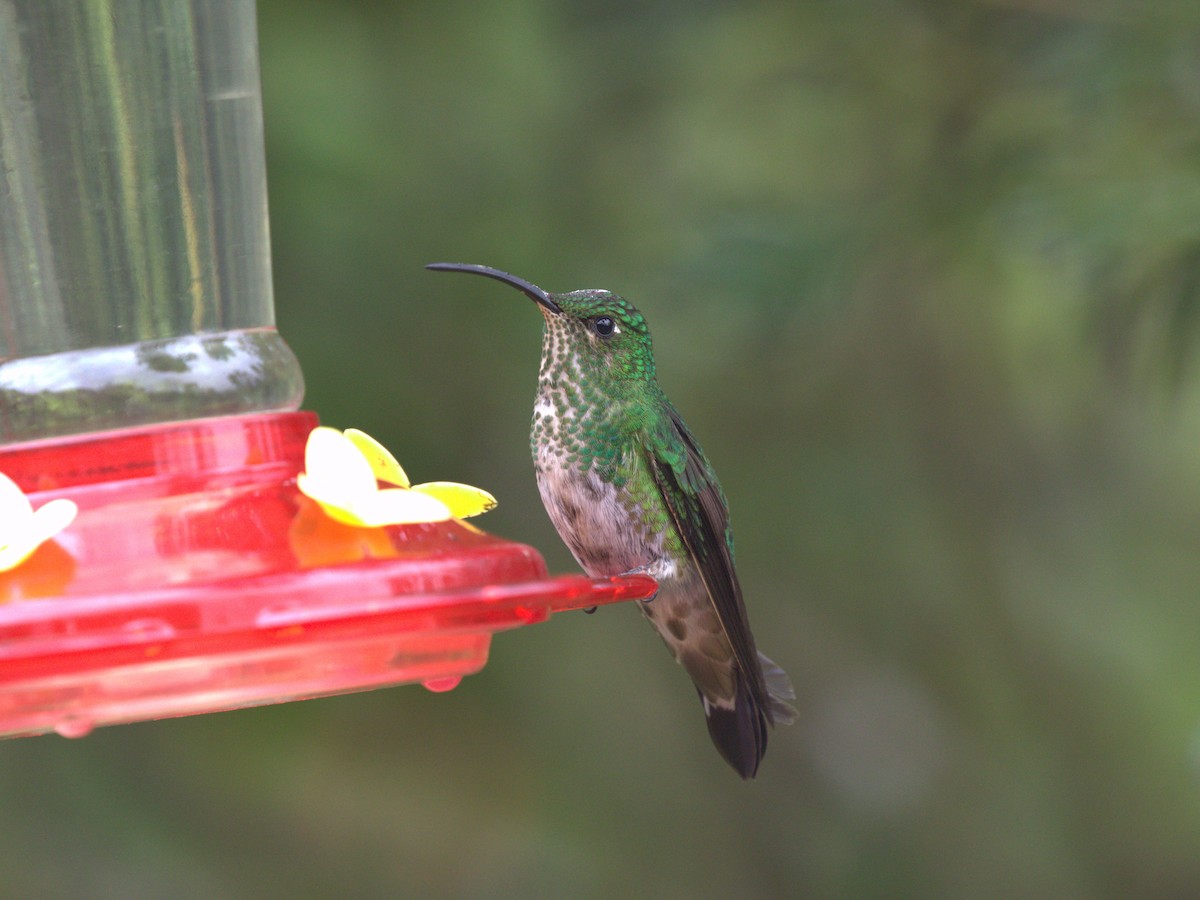 kolibřík aksamitový - ML620844709