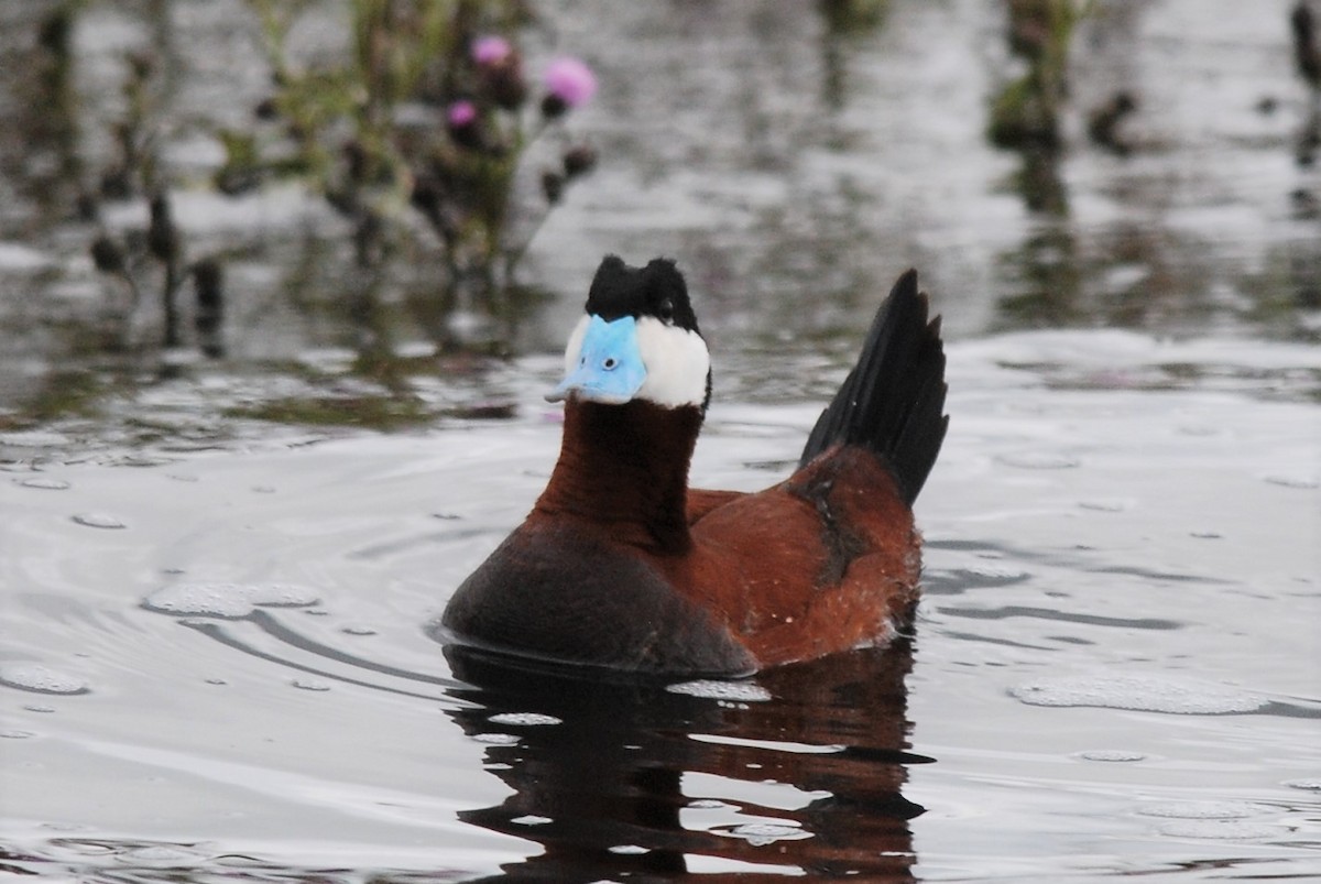 Ruddy Duck - Liz Harper