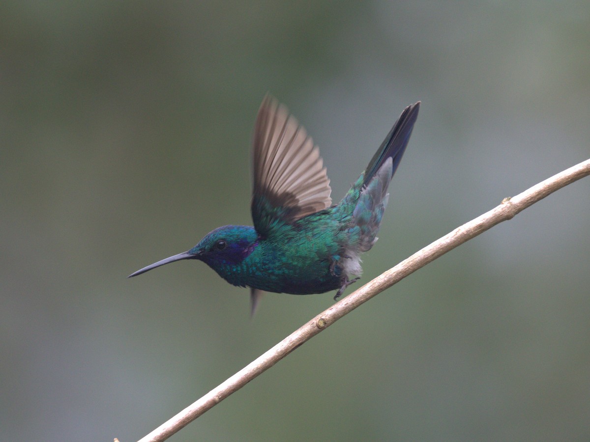kolibřík modrolící - ML620844717