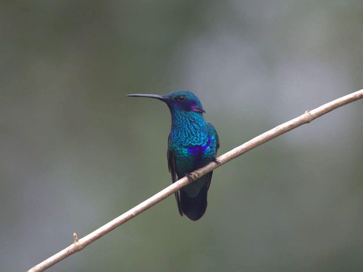 kolibřík modrolící - ML620844722