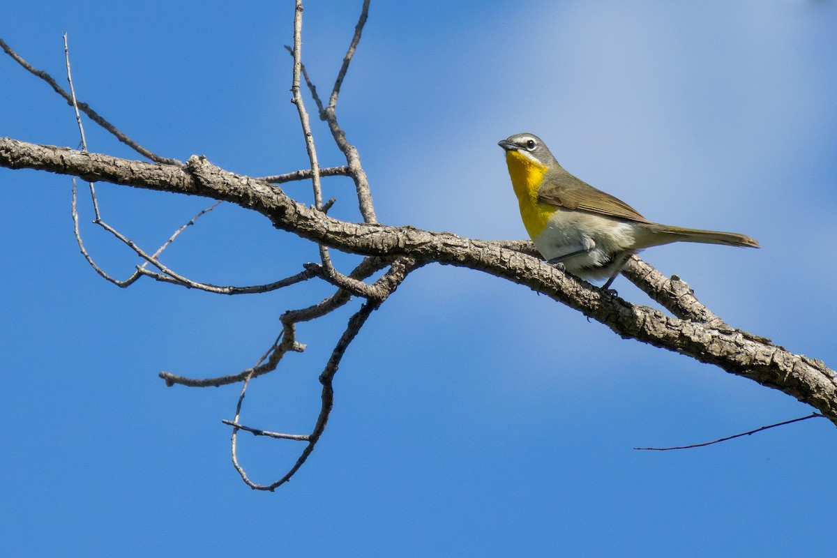 Yellow-breasted Chat - ML620844730