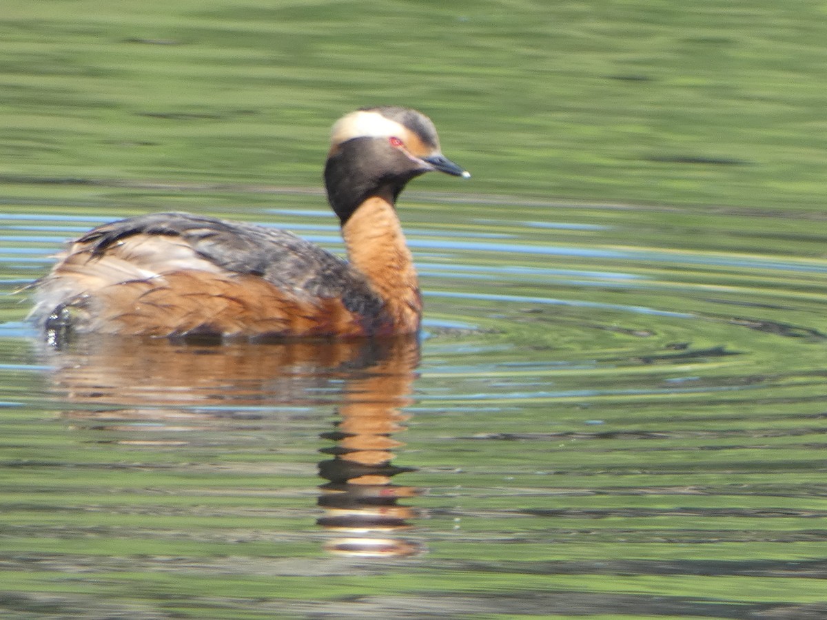 Eared Grebe - Robert Leonhardt