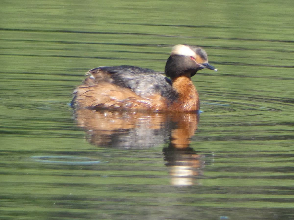 Eared Grebe - Robert Leonhardt