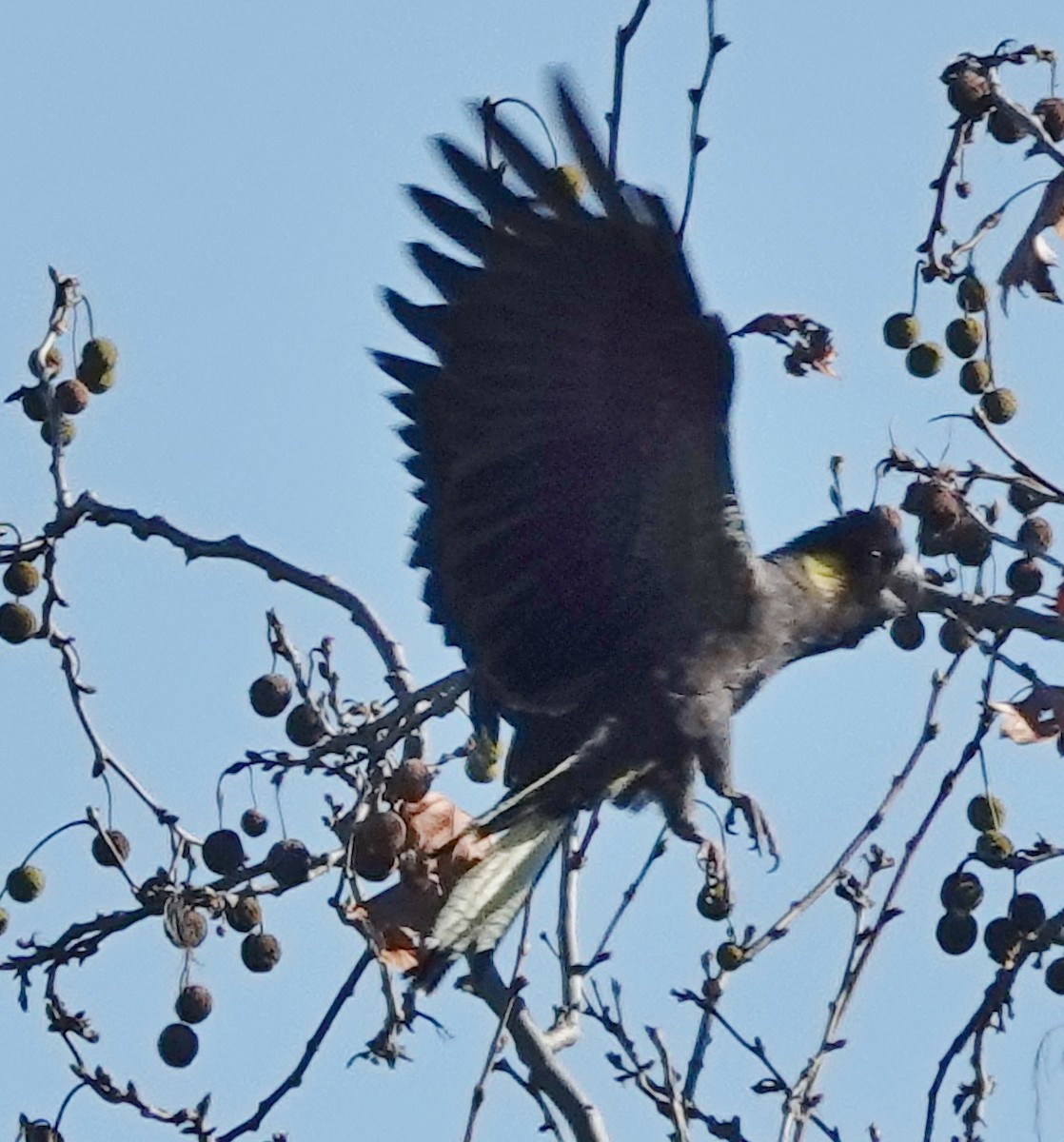 Yellow-tailed Black-Cockatoo - ML620844753