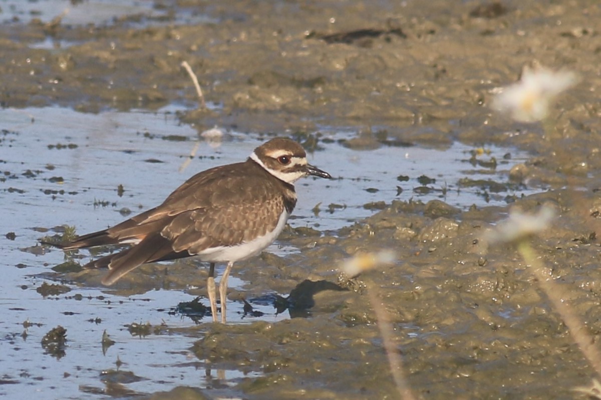 Semipalmated Plover - ML620844768