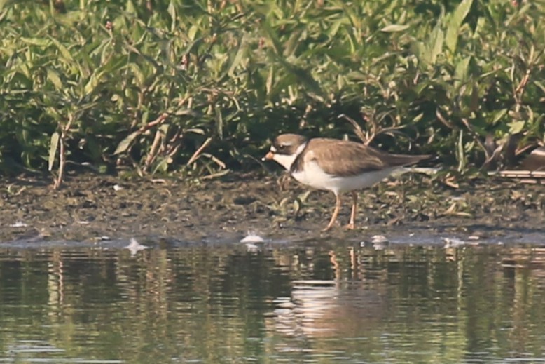 Semipalmated Plover - ML620844769