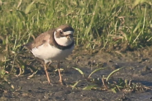 Semipalmated Plover - ML620844770
