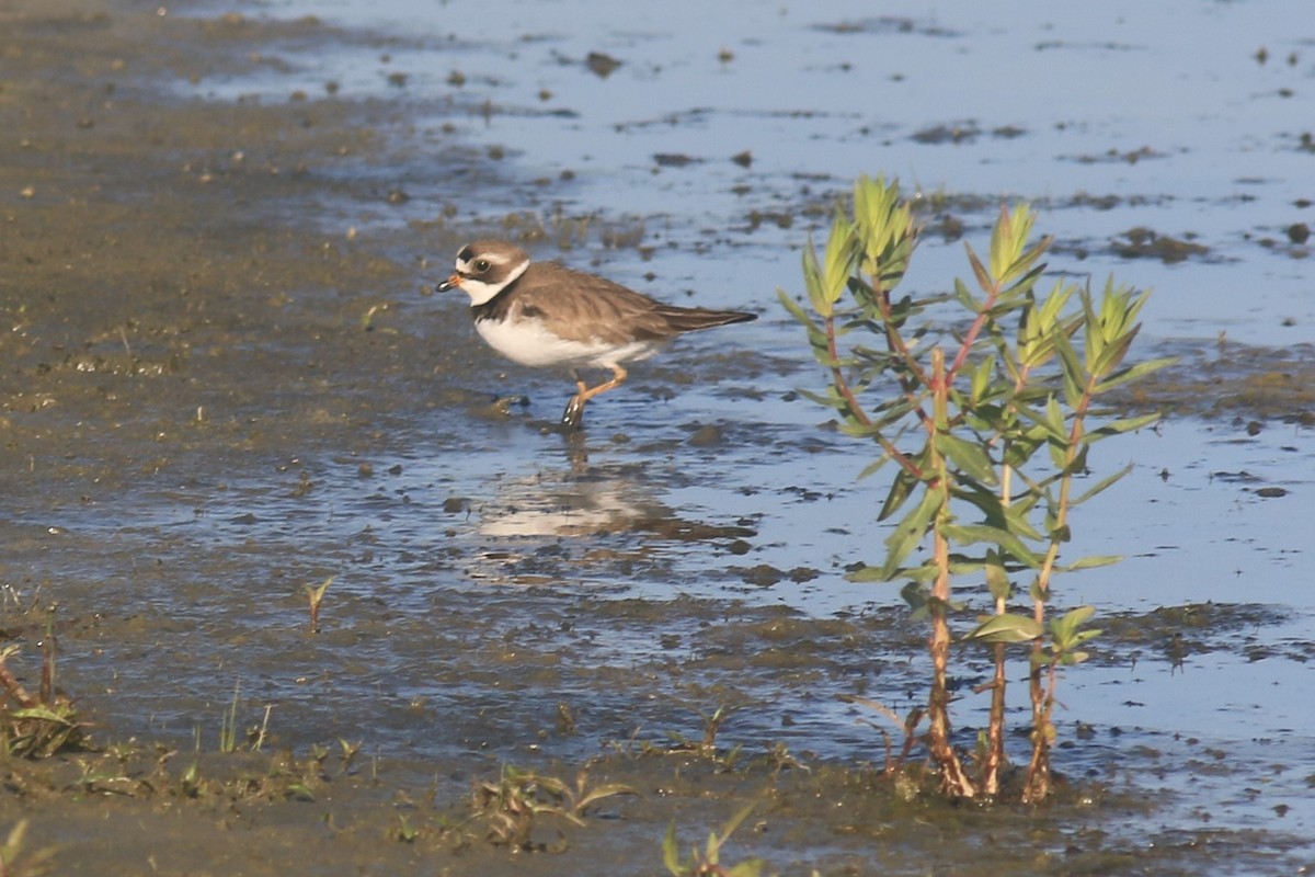 Semipalmated Plover - ML620844771
