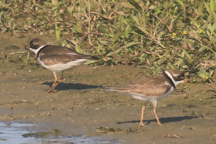 Semipalmated Plover - ML620844777