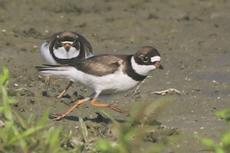 Semipalmated Plover - ML620844778