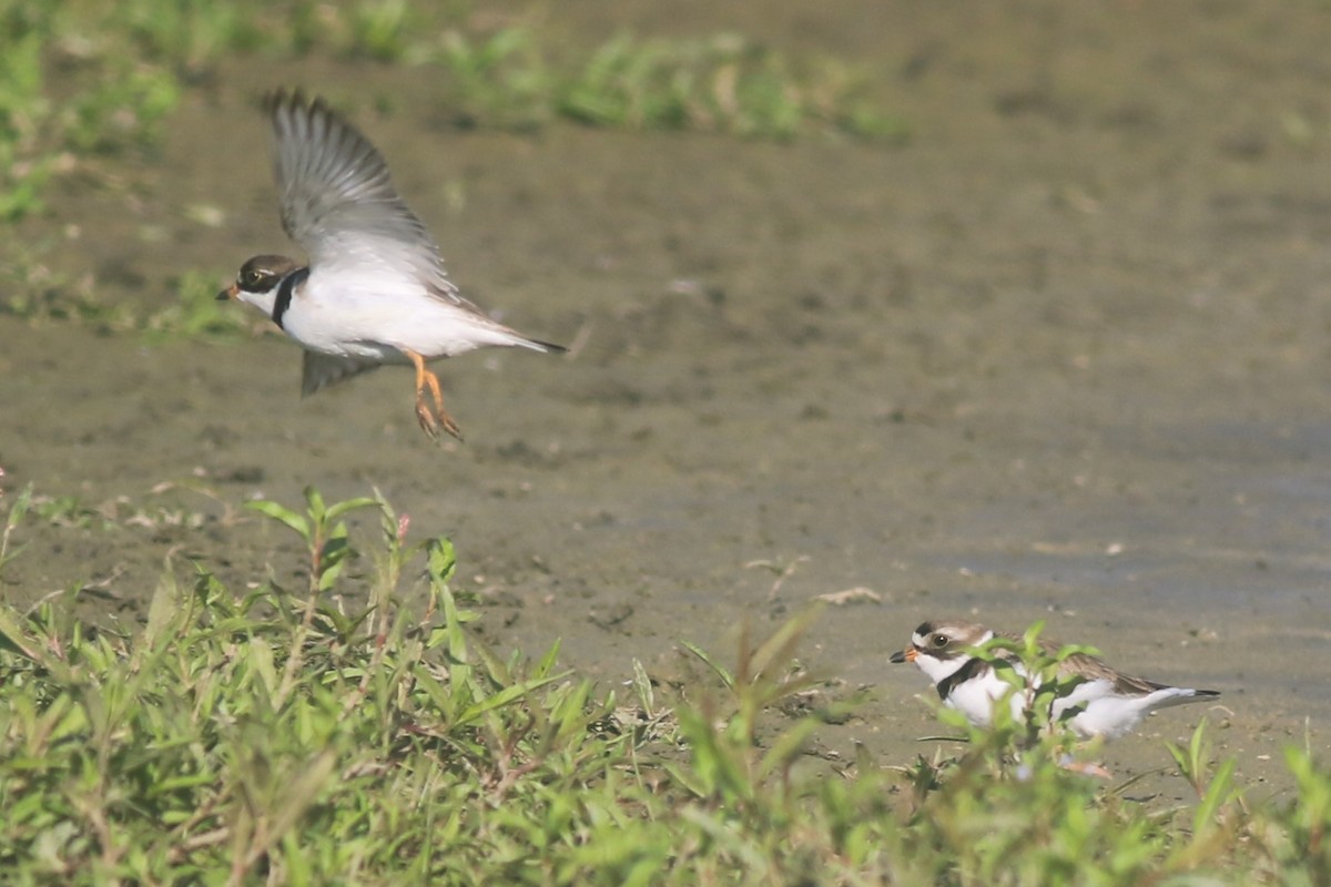 Semipalmated Plover - ML620844780