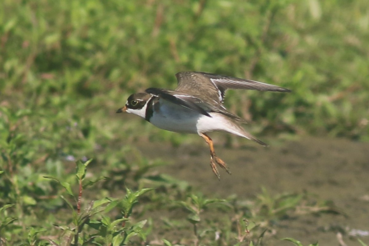 Semipalmated Plover - ML620844781