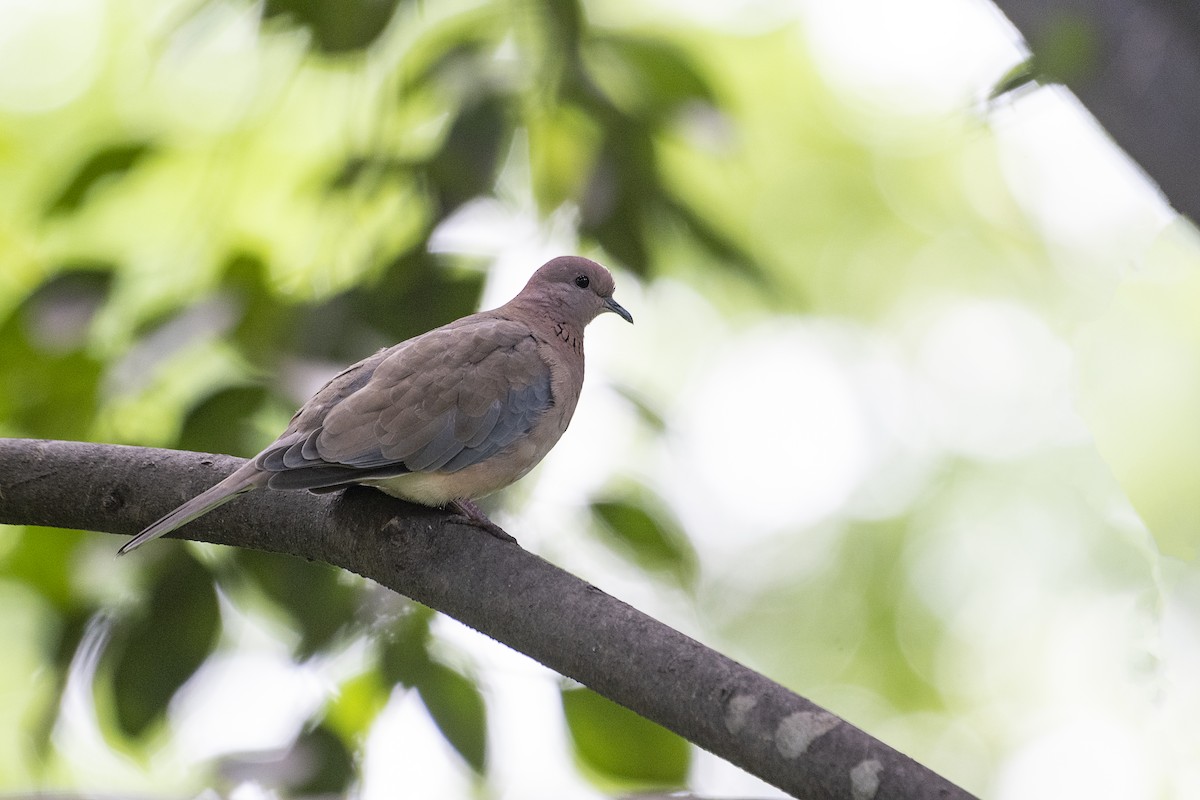 Laughing Dove - ML620844785