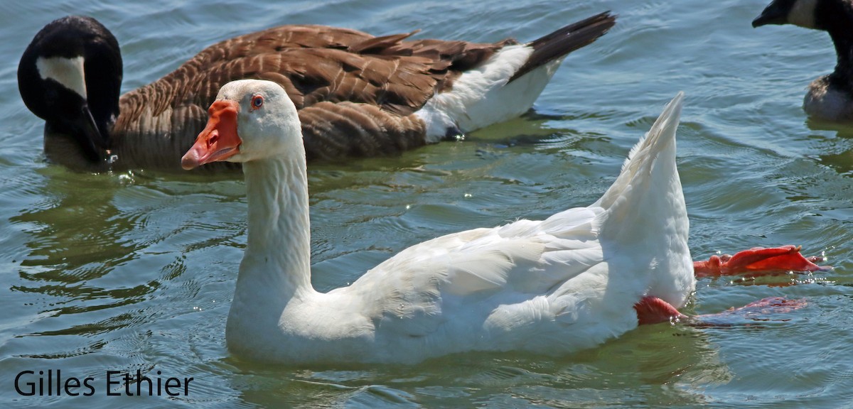 Graylag Goose (Domestic type) - ML620844797
