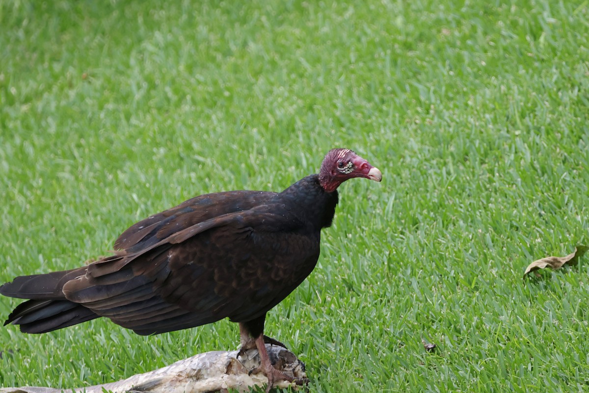 Turkey Vulture - ML620844801