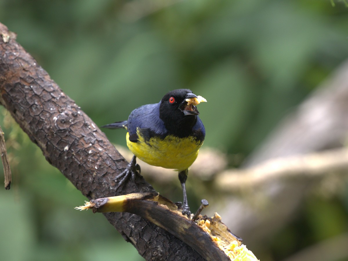 Hooded Mountain Tanager - ML620844807