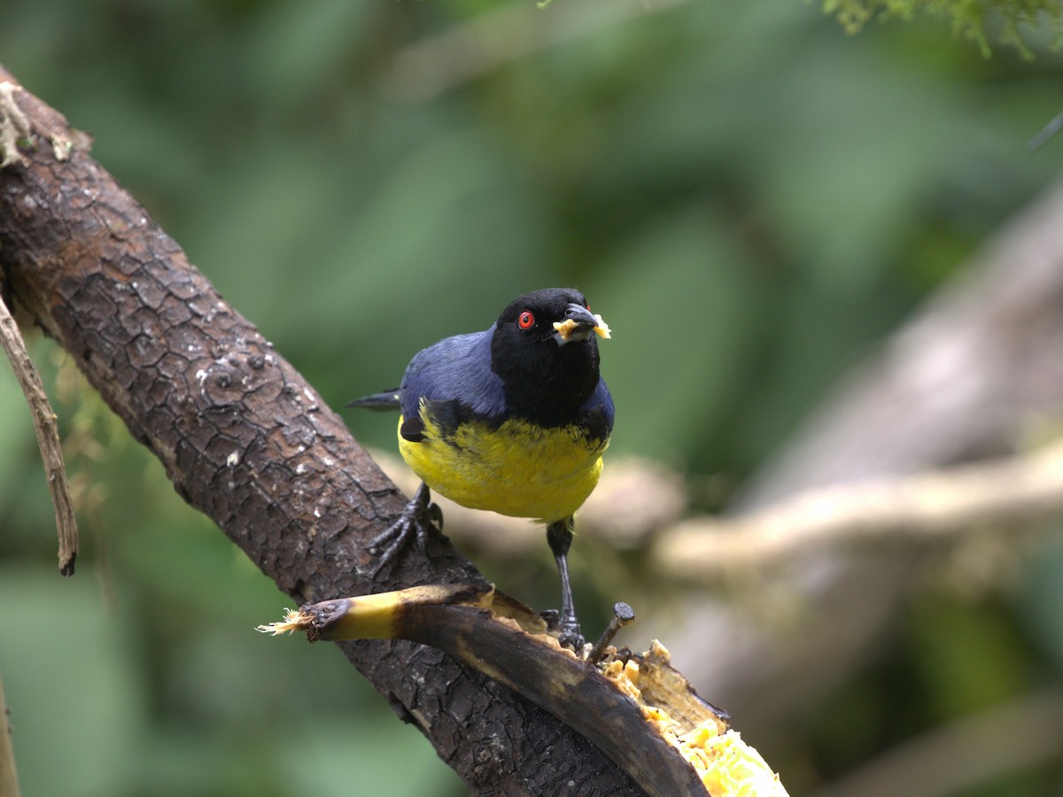 Hooded Mountain Tanager - ML620844808