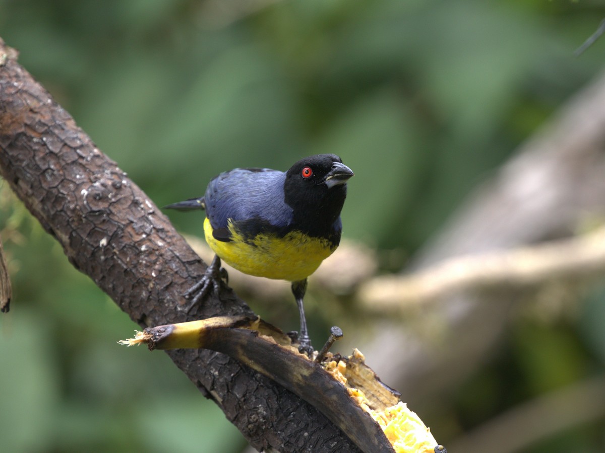 Hooded Mountain Tanager - ML620844810