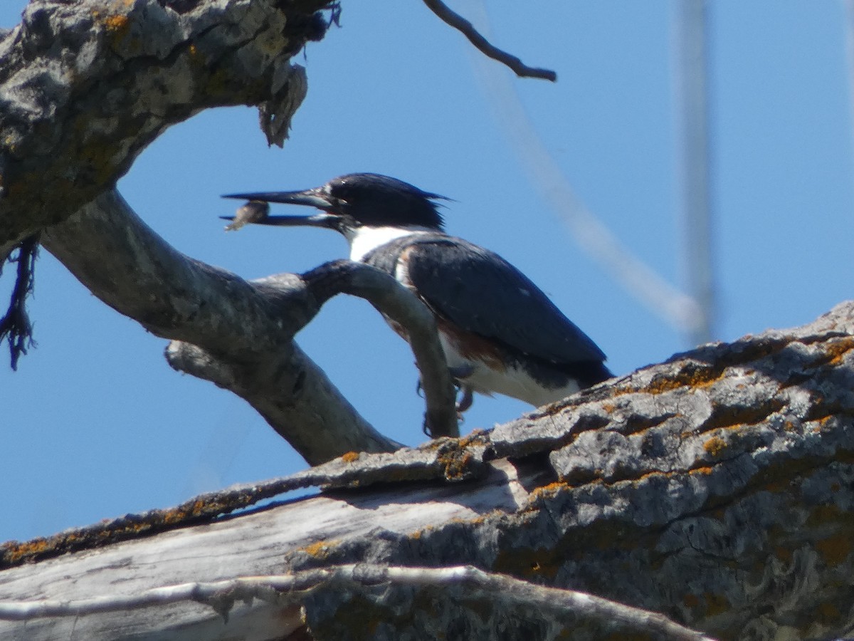 Belted Kingfisher - ML620844812
