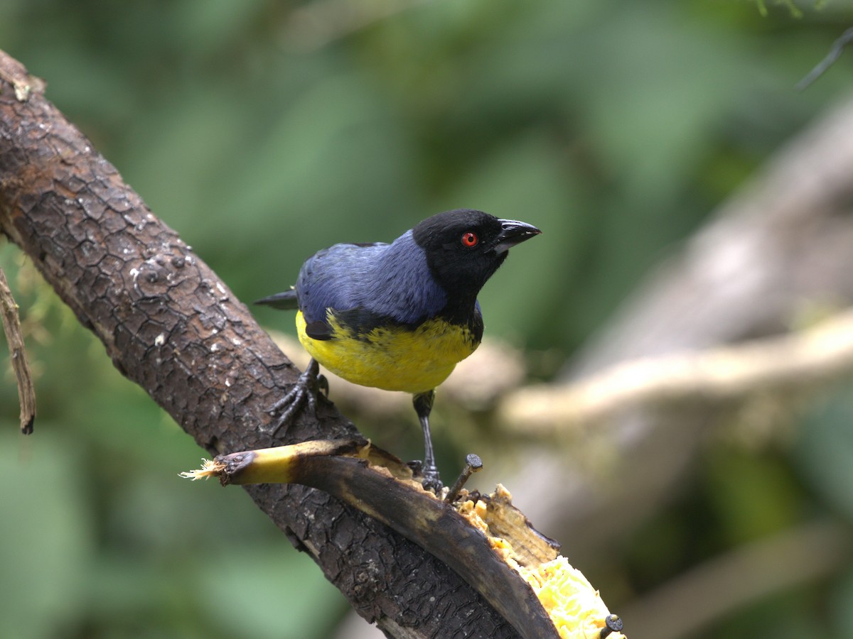 Hooded Mountain Tanager - ML620844813