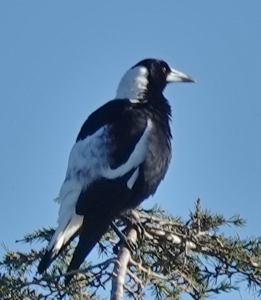 Australian Magpie (Black-backed) - ML620844814