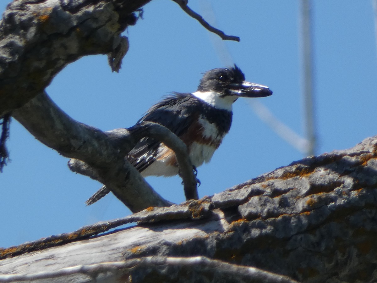 Belted Kingfisher - ML620844817