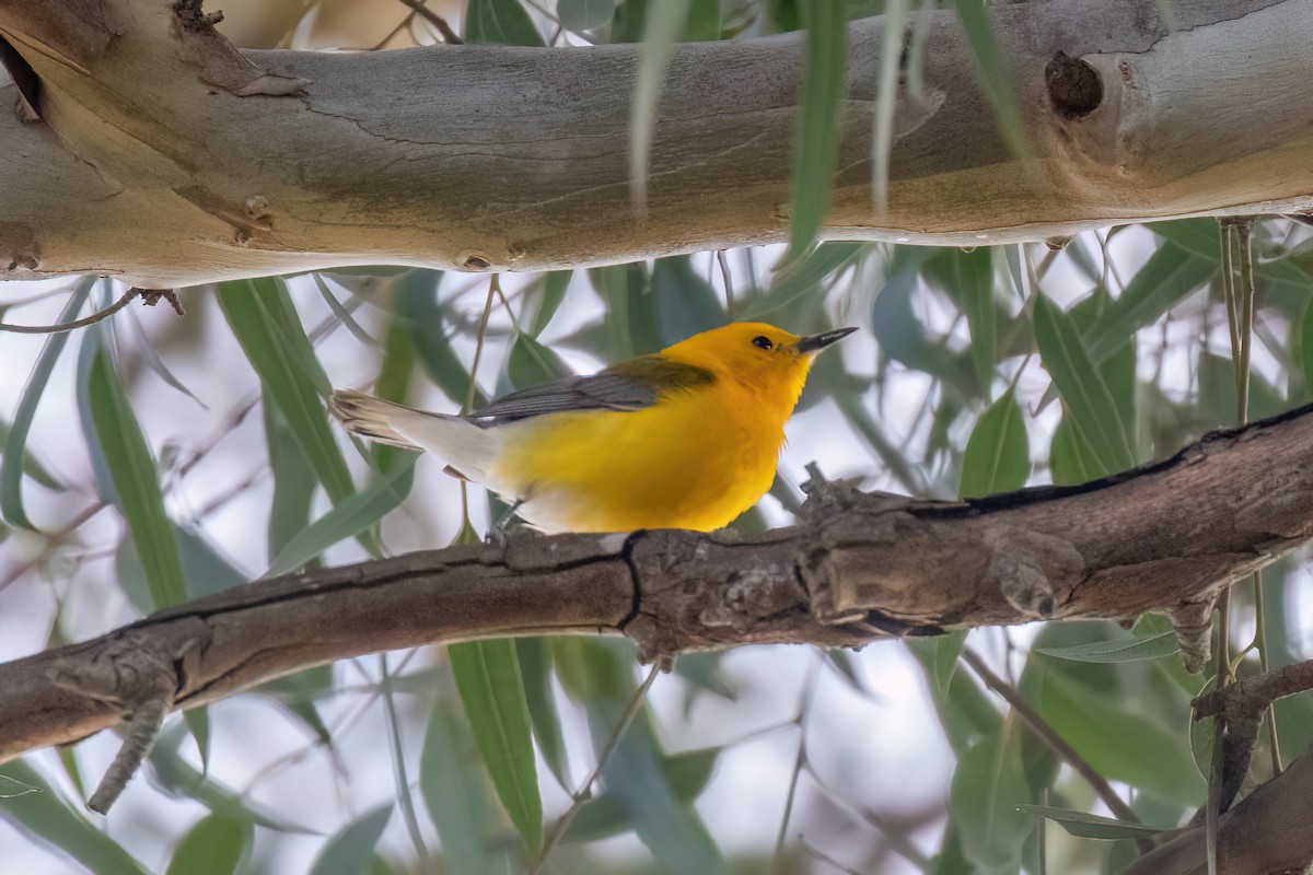 Prothonotary Warbler - ML620844818