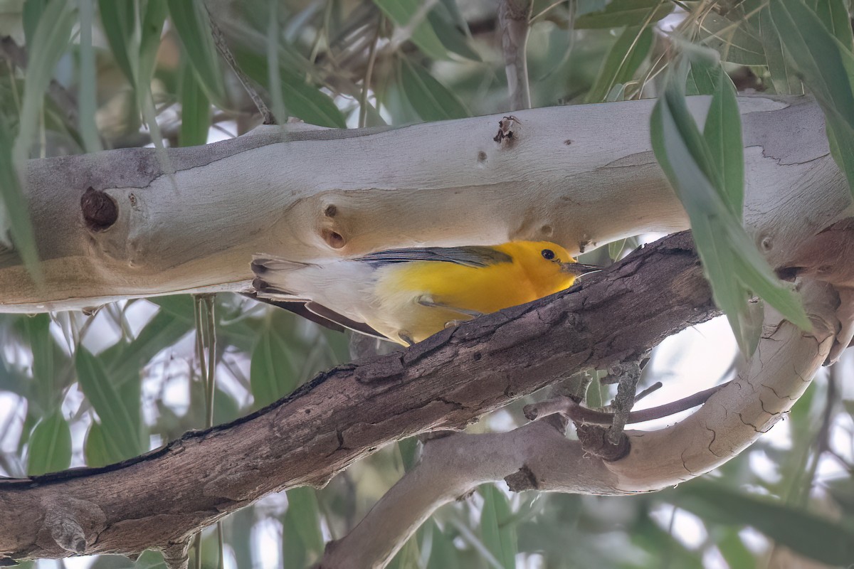 Prothonotary Warbler - ML620844819