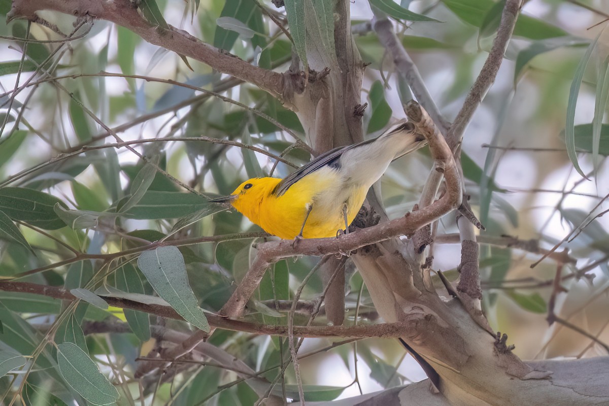 Prothonotary Warbler - ML620844820
