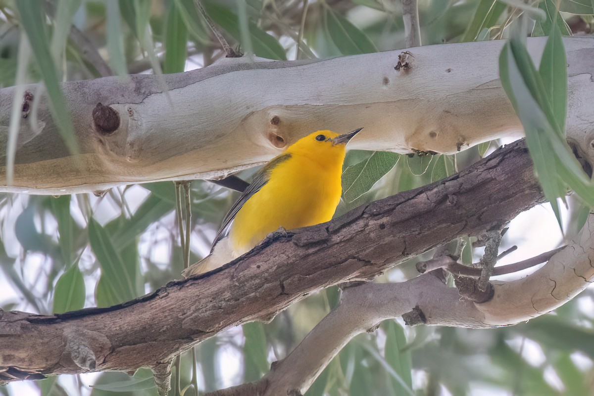 Prothonotary Warbler - ML620844821