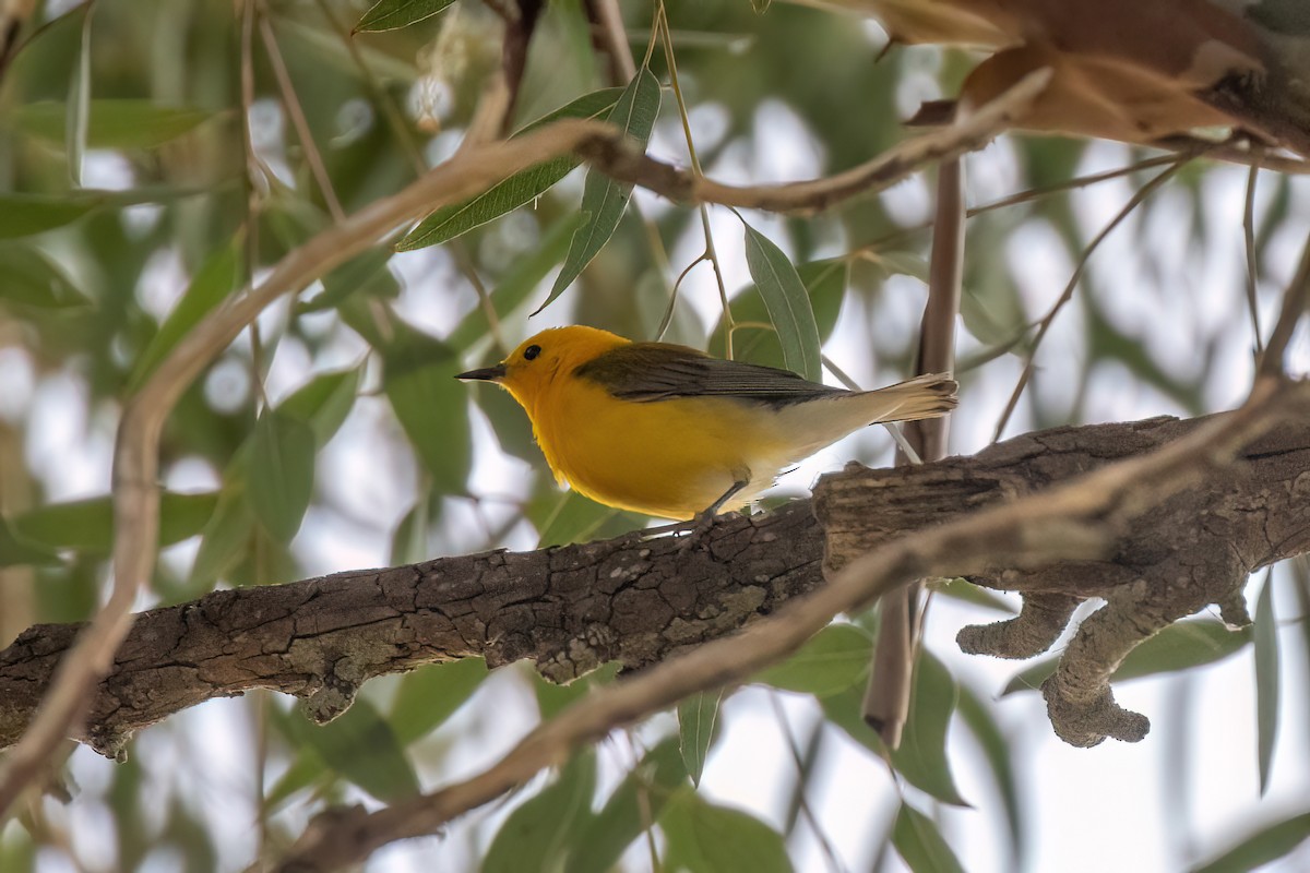 Prothonotary Warbler - ML620844822